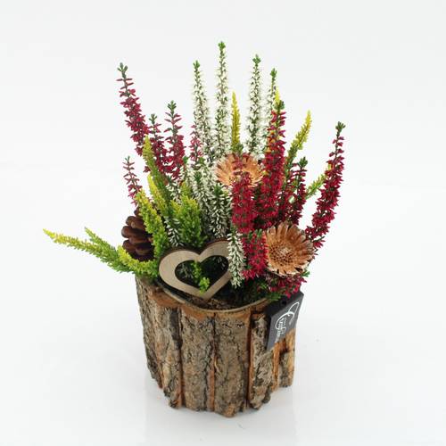 Garten.Arr-2501 Allerheiligen T14 H035