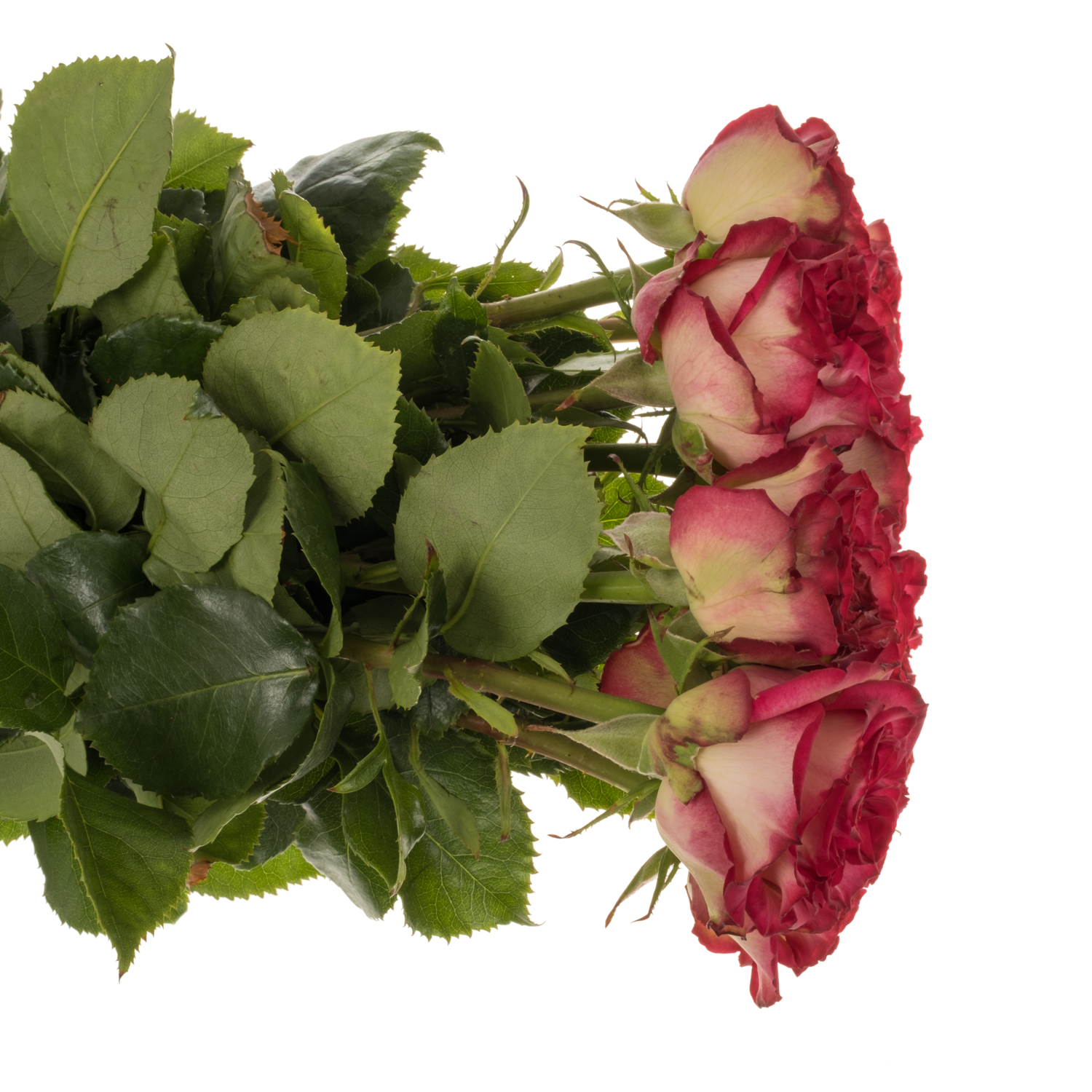 Rose fuchsia/creme Be Happy Summerhouse 40cm