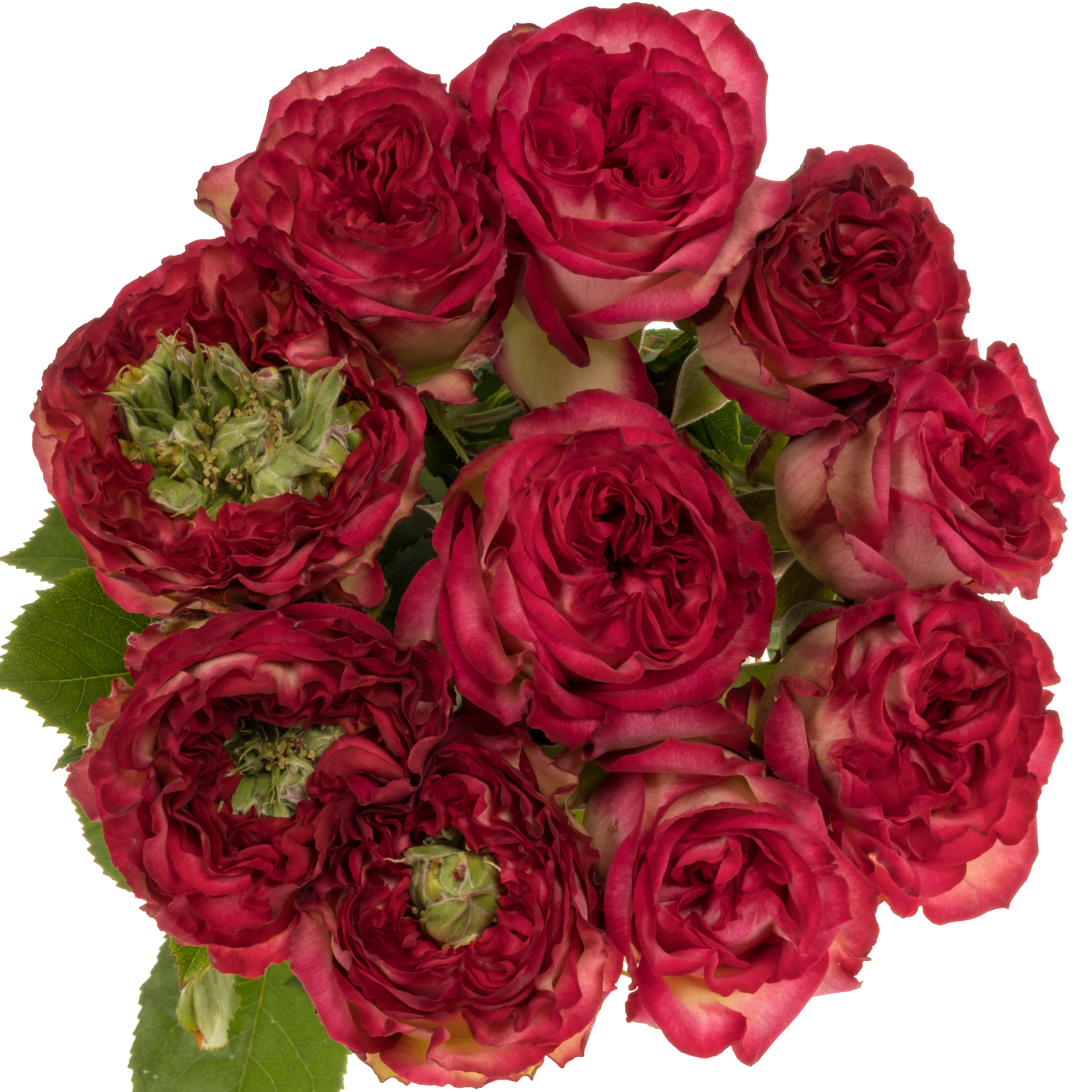 Rose fuchsia/creme Be Happy Summerhouse 40cm