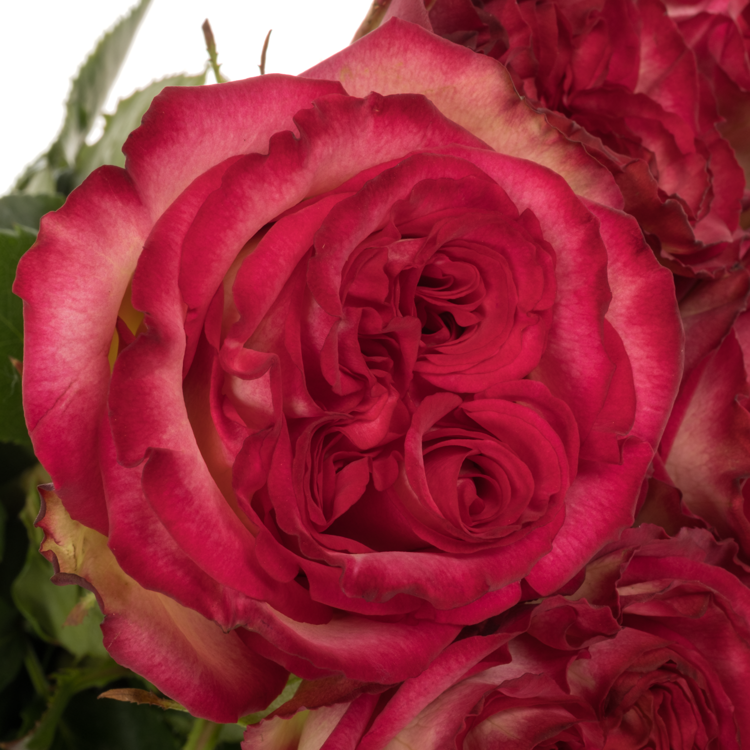 Rose fuchsia/creme Be Happy Summerhouse 40cm
