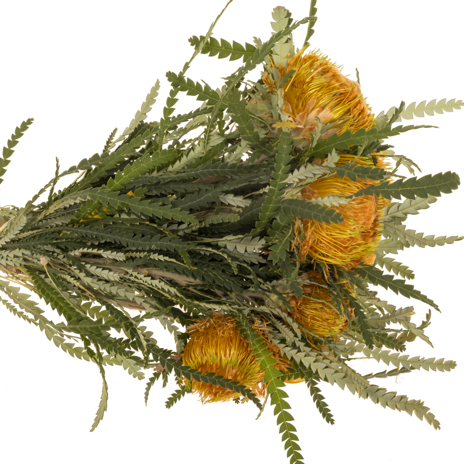 Banksia orange Dryandra 40cm