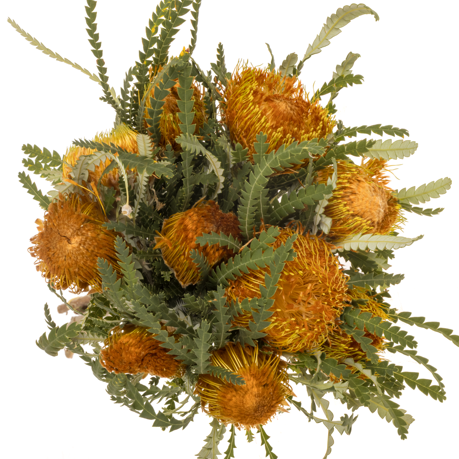 Banksia orange Dryandra 40cm