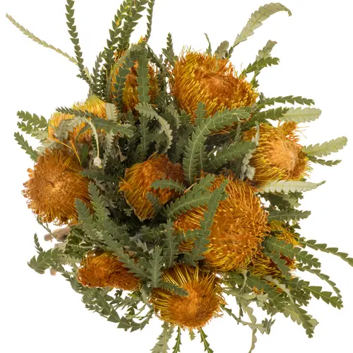 Banksia orange Dryandra 40cm