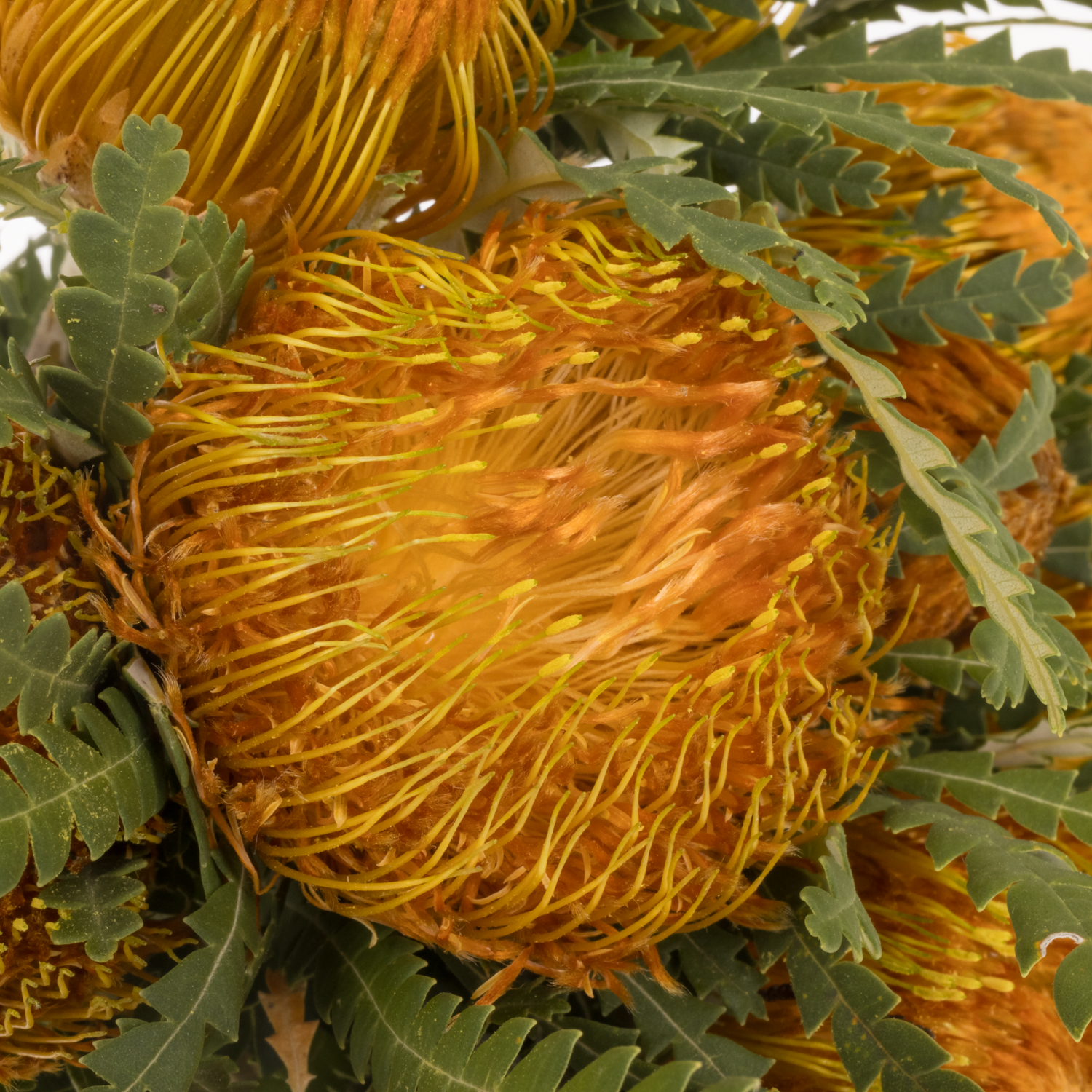 Banksia orange Dryandra 40cm