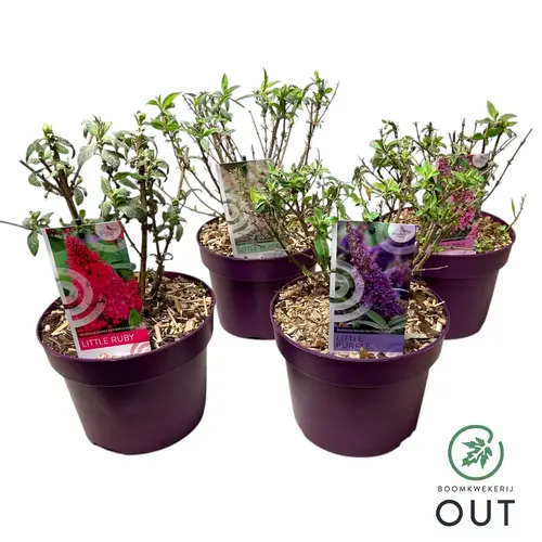 Buddleja Dav. mix Butterfly Candy T19 H050