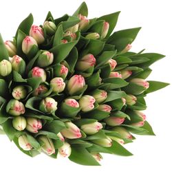 Tulpe weiss/rosa Supermodel 28 Gramm