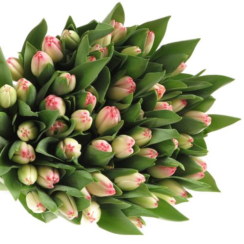 Tulpe weiss/rosa Supermodel 28 Gramm