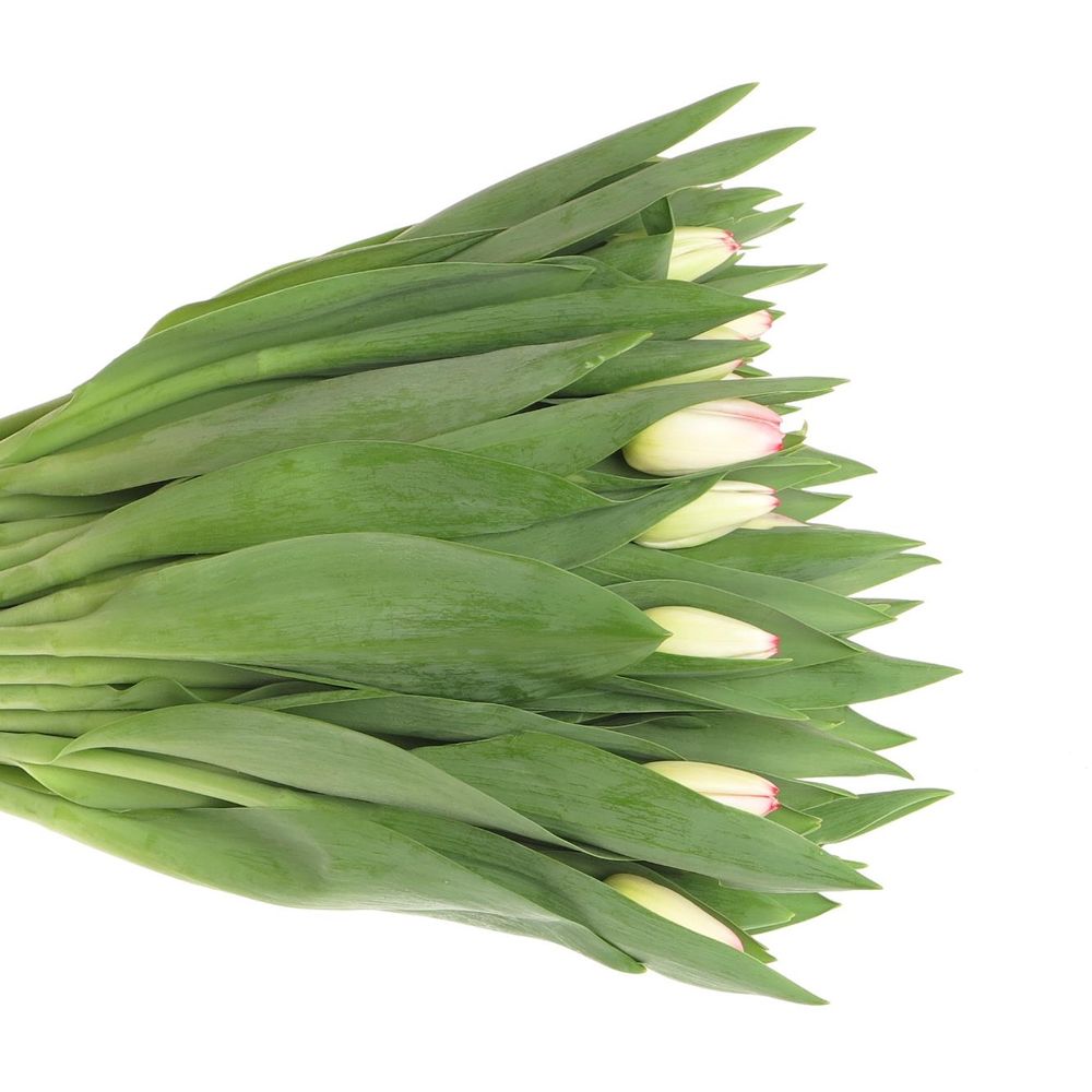 Tulpe weiss/rosa Supermodel 28 Gramm
