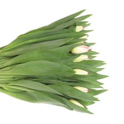 Tulpe weiss/rosa Supermodel 28 Gramm
