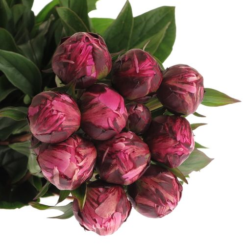 Pfingstrose lila Jadwiga 55cm