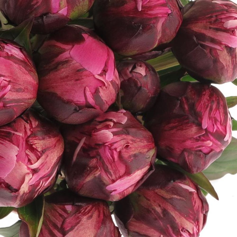 Pfingstrose lila Jadwiga 55cm