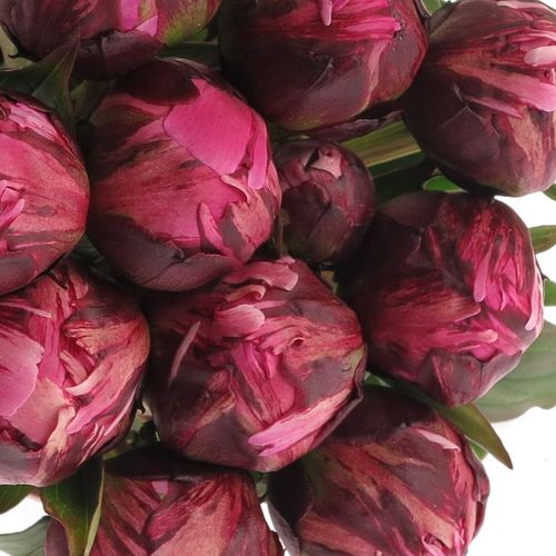 Pfingstrose lila Jadwiga 55cm