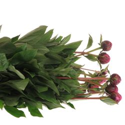 Pfingstrose lila Jadwiga 55cm