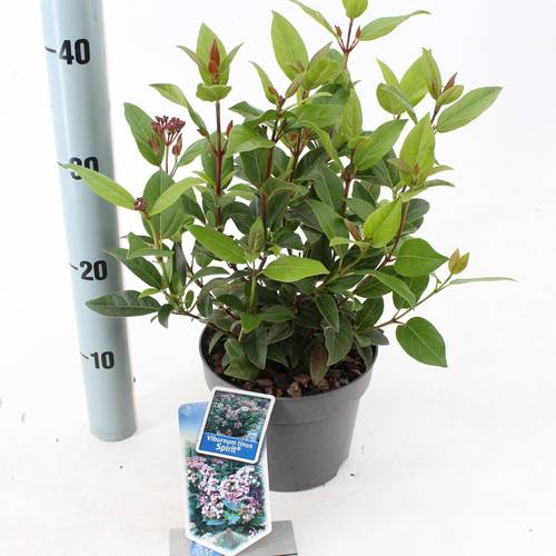 Viburnum Tinus weiss Spirit T17 H025