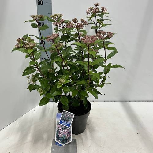Viburnum Tinus weiss Spirit T17 H025