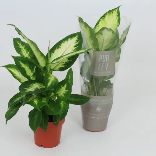 Dieffenbachia Camilla T12 H38