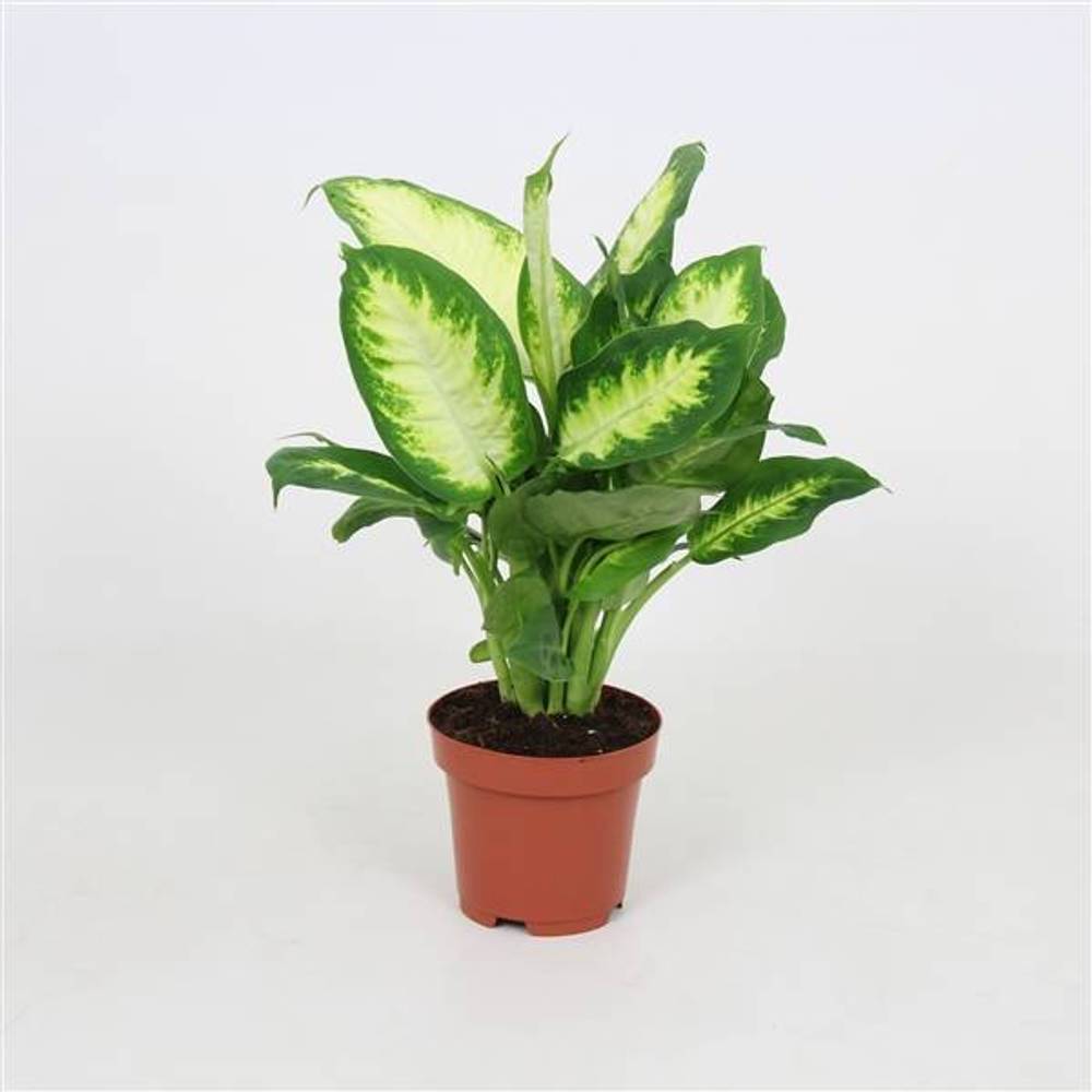 Dieffenbachia Camilla T12 H38