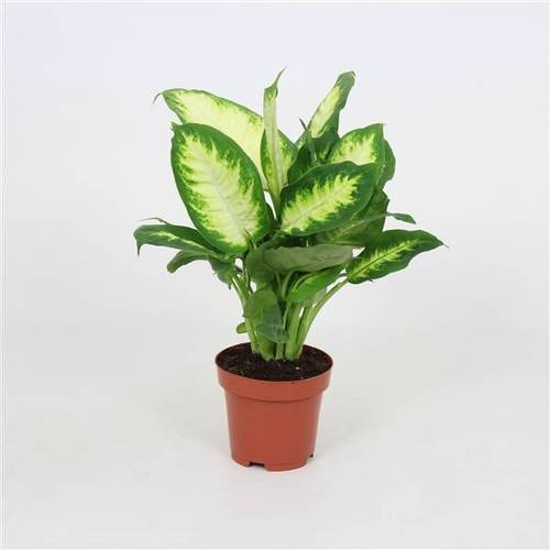 Dieffenbachia Camilla T12 H38