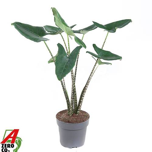 Alocasia Zebrina T24 H100