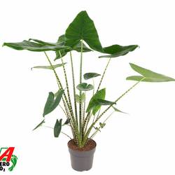Alocasia Zebrina T24 H100