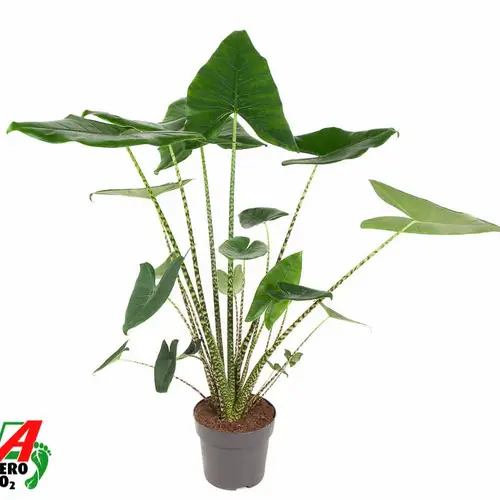 Alocasia Zebrina T24 H100