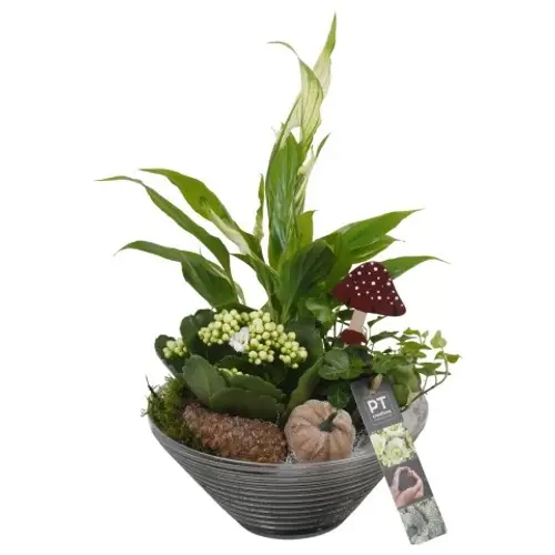 Spath.Arr PTHG3326 Herbst T19 H031