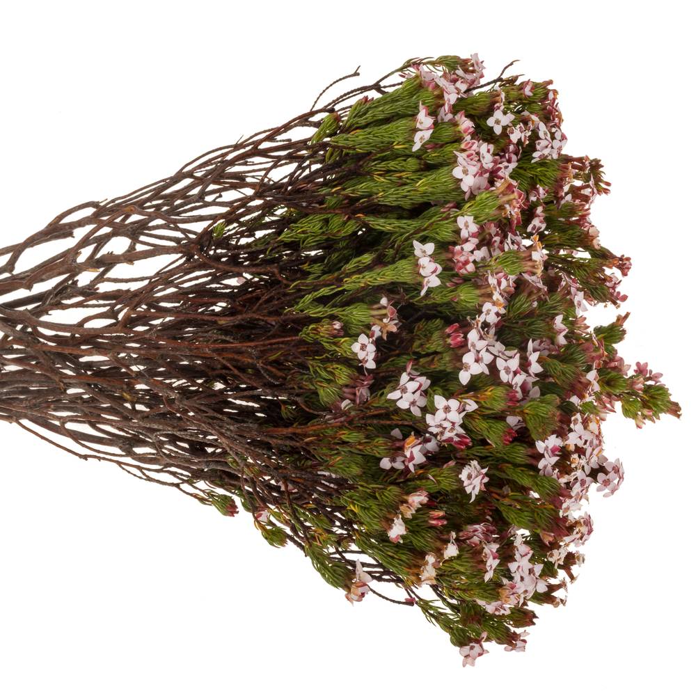 Erica rosa Four Sisters 50cm