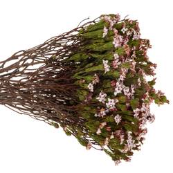 Erica rosa Four Sisters 50cm