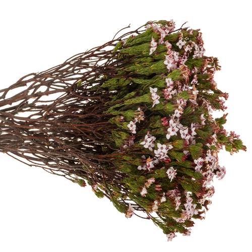 Erica rosa Four Sisters 50cm
