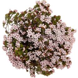 Erica rosa Four Sisters 50cm
