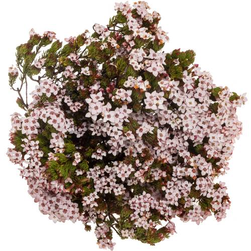 Erica rosa Four Sisters 50cm