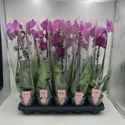Phal.1-R lila cascade T12 H045