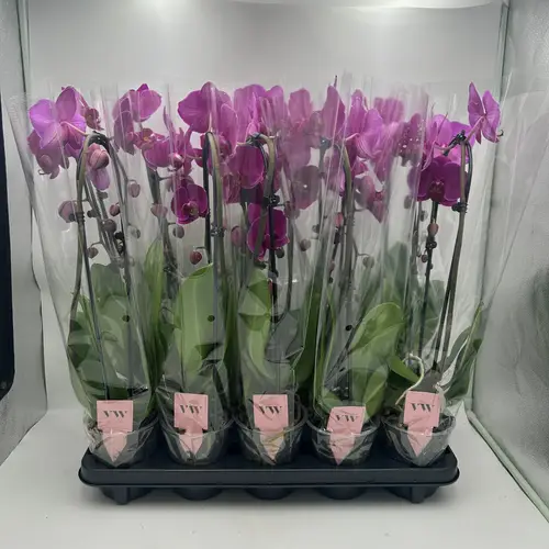 Phal.1-R lila cascade T12 H045