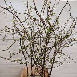 Chaenomeles weiss 160cm