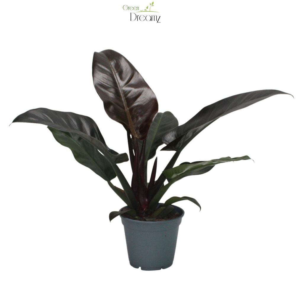Philodendron Imperial Red T17 H50