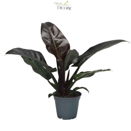 Philodendron Imperial Red T17 H50