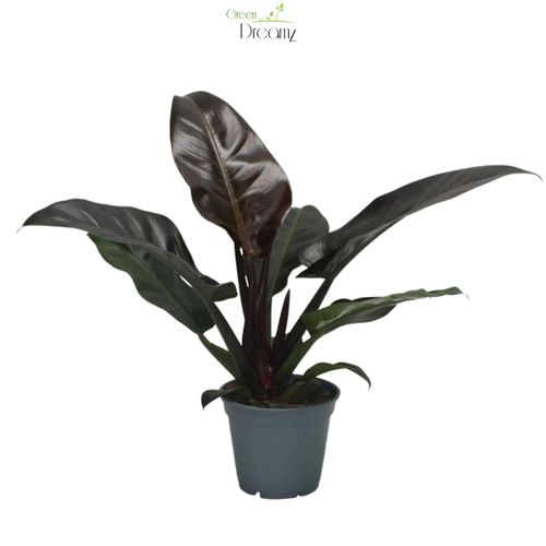 Philodendron Imperial Red T17 H50