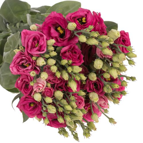 Lisianthus cerise Celeb Madonna 5+Blüte 70cm