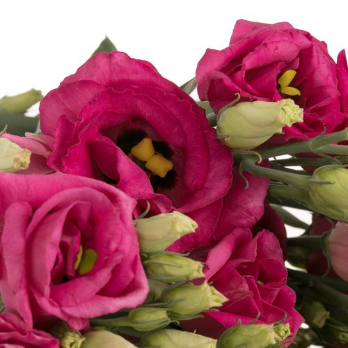 Lisianthus cerise Celeb Madonna 5+Blüte 70cm