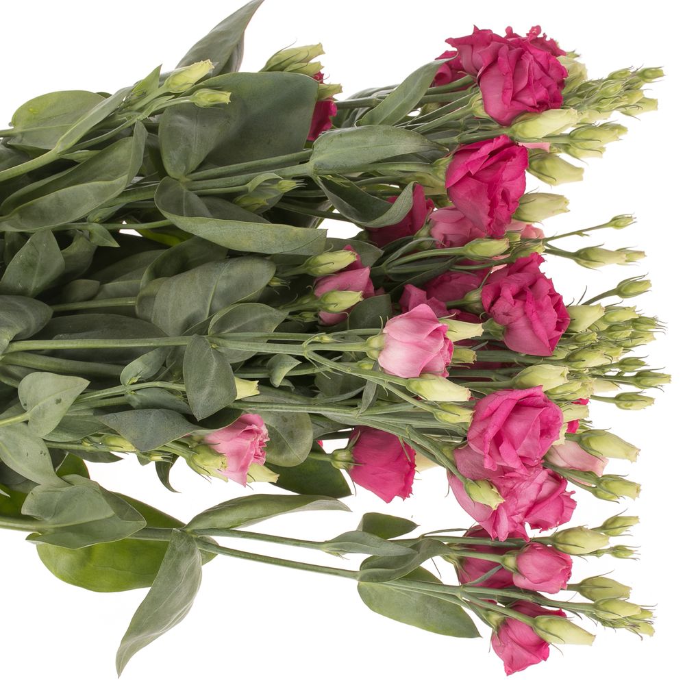 Lisianthus cerise Celeb Madonna 5+Blüte 70cm