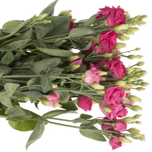 Lisianthus cerise Celeb Madonna 5+Blüte 70cm
