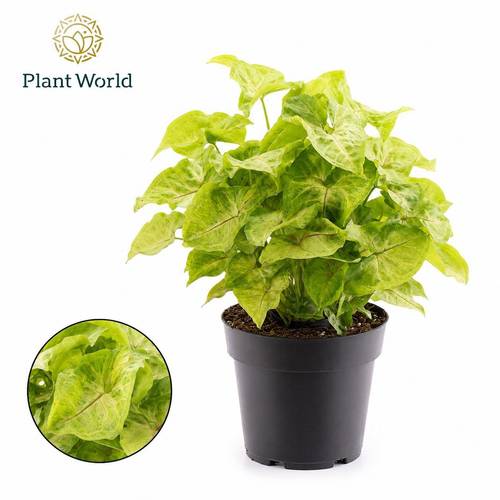 Syngonium Golden Feel Green T14 H030