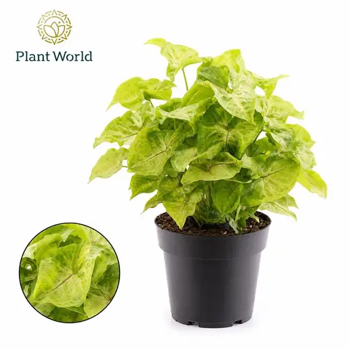 Syngonium Golden Feel Green T14 H030