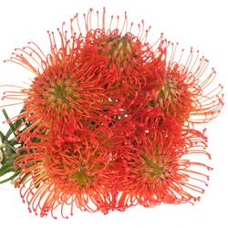 Nutans orange Succesion 50cm X10