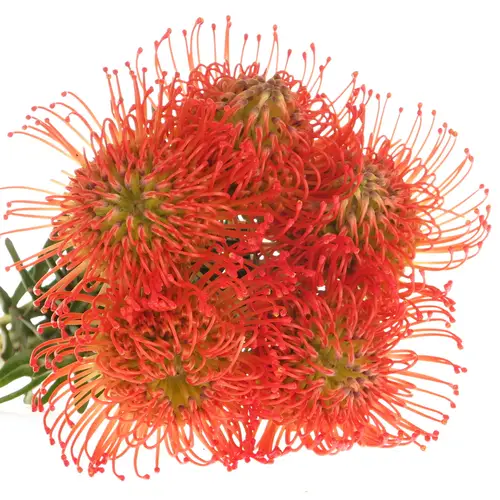 Nutans orange Succesion 50cm X10