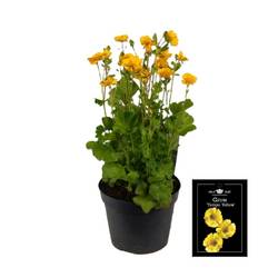 Geum gelb T15 H035
