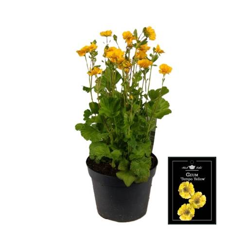 Geum gelb T15 H035