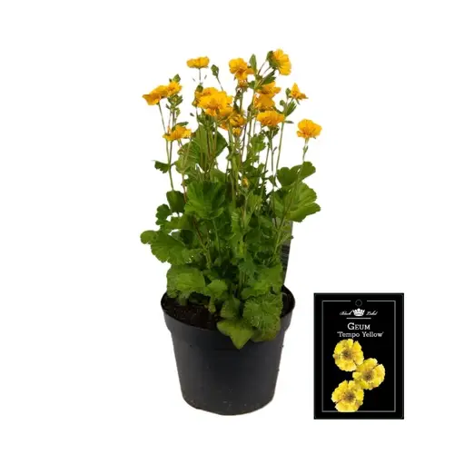 Geum gelb T15 H035