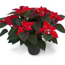 Poinsettia Fantasy Star 7+ T17 H045