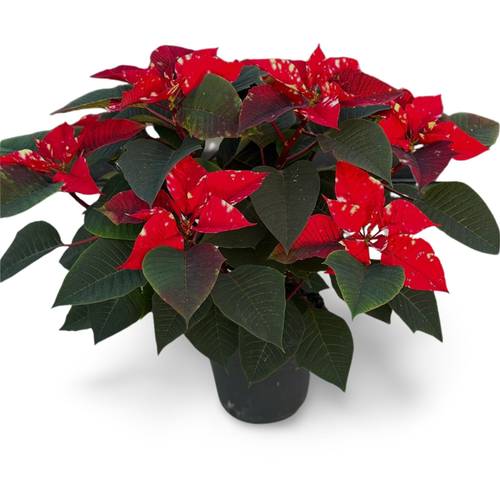 Poinsettia Fantasy Star 7+ T17 H045